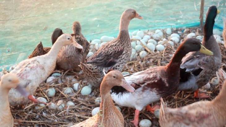 খাকি ক্যাম্পবেল হাঁস (Khaki Campbell Duck)